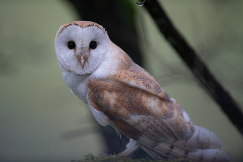 Barny the Barn Owl Art Canvas